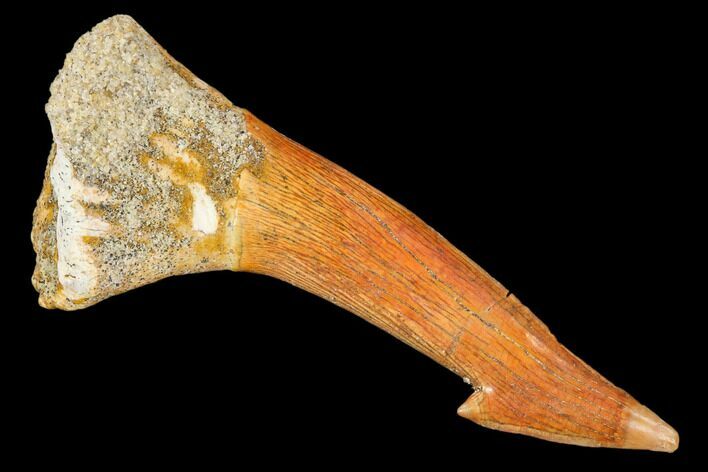 Fossil Sawfish (Onchopristis) Rostral Barb- Morocco #106393
